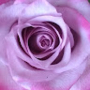 Meet your Posher, Peace